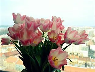 وان روم 5*